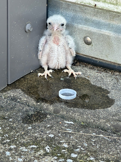Waldens Puddle Inc Wildlife Center, Nashville