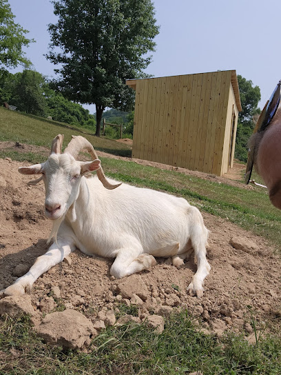 Piccolo Farms Animal Sanctuary, Nashville