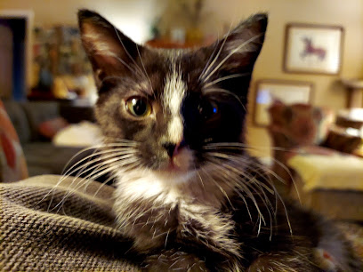Mt. Juliet Animal Care & Control, Nashville