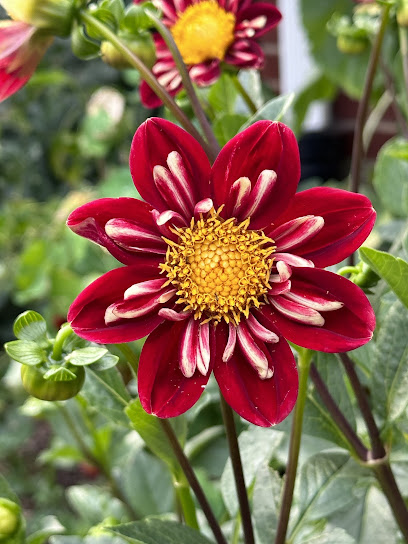 Nashville Roots Gardening, LLC